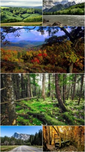 Woods landscapes (Part 35)