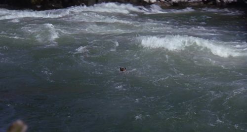 Homeward Bound - The Incredible Journey 1993 720p WEB-DL ArM