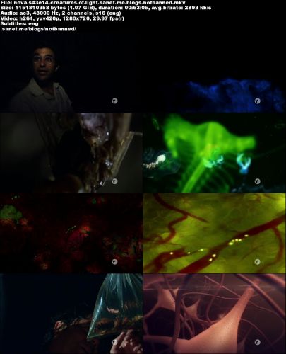 PBS - Nova: Creatures of Light (2016) 720p HDTV x264-W4F