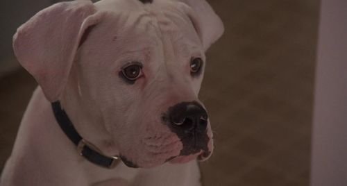 Homeward Bound - The Incredible Journey 1993 720p WEB-DL ArM