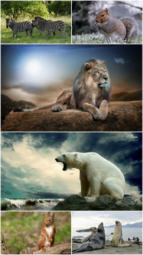 Wild animals (Part 11)