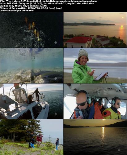 CBC - The Nature of Things: Call of the Baby Beluga (2016) 720p HDTV x264-aAF