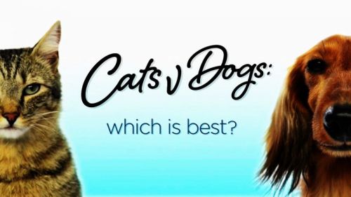 BBC - Cats v Dogs: Which is Best? (2016) 720p HDTV x264-MVGroup