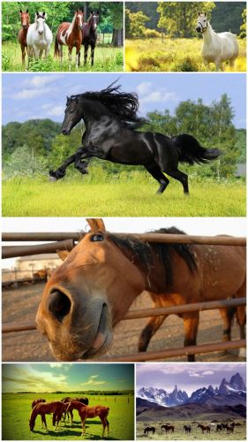 Horse wallpapers (Part 1)