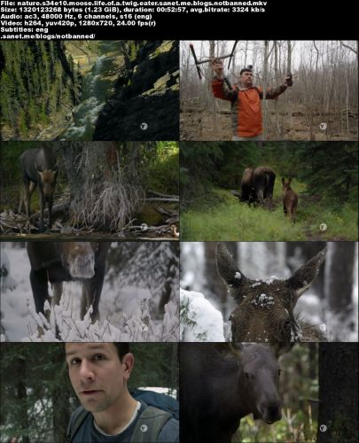 PBS - Nature: Moose: Life of a Twig Eater (2016) 720p HDTV x264-W4F