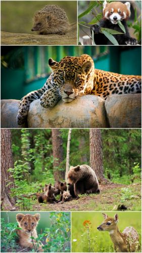 Wild animals (Part 12)