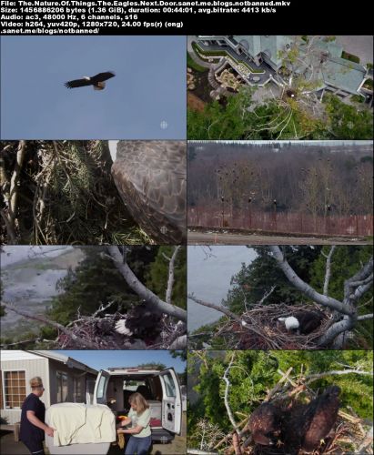 CBC - The Nature of Things: The Eagles Next Door (2016) 720p HDTV x264-MVGroup