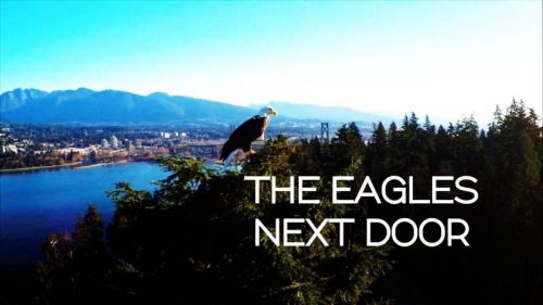 CBC - The Nature of Things: The Eagles Next Door (2016) 720p HDTV x264-MVGroup