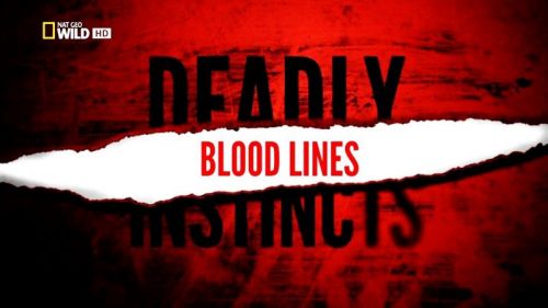 National Geographic - Deadly Instincts: Blood Lines (2015) 720p HDTV x264-ASCENDANCE
