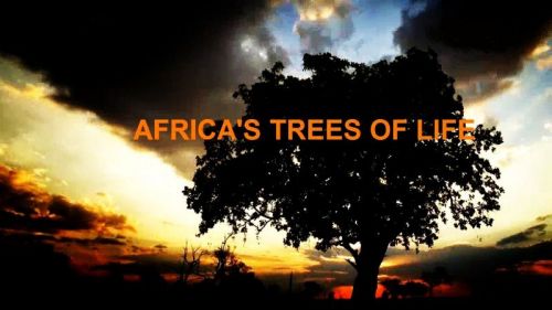 Discovery Channel - Africa's Trees of Life (2016) 720p HDTV x264-MVGroup