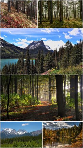 Woods landscapes (Part 36)