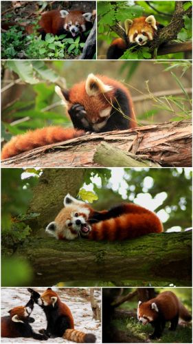 Red Panda wallpapers