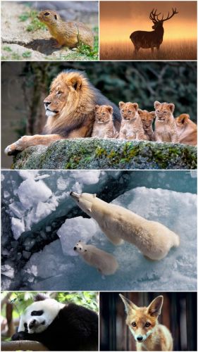 Wild Animals (Big Pack 5)