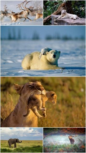 Wild animals (Big Pack 4)