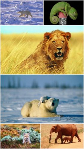 Wild animals (Part 9)