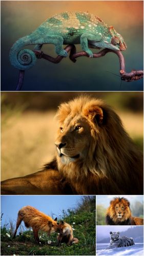 Wiild Animals (Big Pack 3)