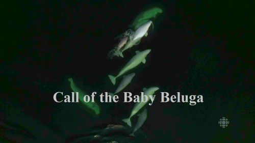 CBC - The Nature of Things: Call of the Baby Beluga (2016) 720p HDTV x264-aAF