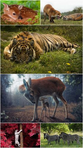 Wild animals (Part 10)