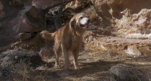 Homeward Bound - The Incredible Journey 1993 720p WEB-DL ArM
