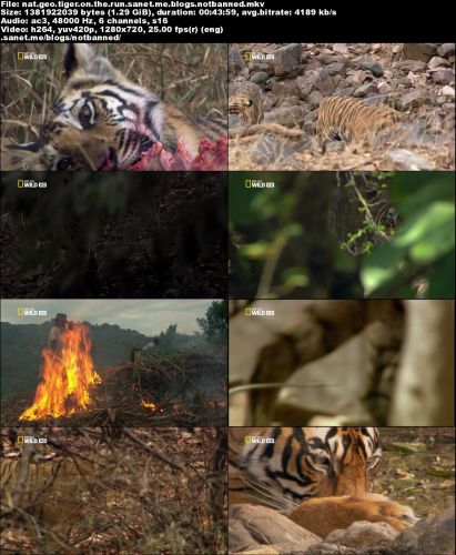 National Geographic - Tiger on the Run (2016) 720p HDTV x264-SQUEAK