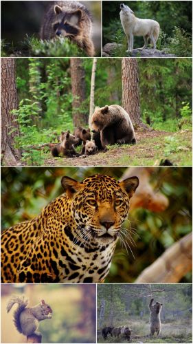 Wild animals (Big Pack 8)