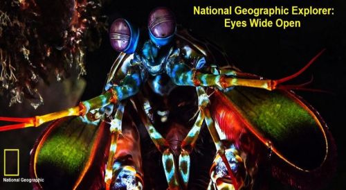 National Geographic - Explorer: Eyes Wide Open (2016) 720p HDTV x264-MVGroup