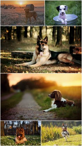 Dog  photo (Big Pack 2)