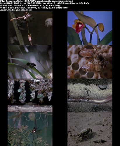 Secrets of Life (1956) PDTV x264-QCF