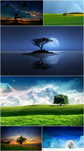 Tree wallpapers (Part 1)