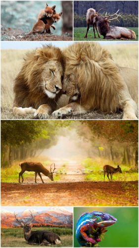 Wild animals (Big Pack 6)
