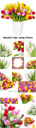 Stock Photos - Beautiful tulips, spring flowers