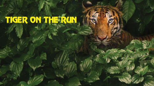 National Geographic - Tiger on the Run (2016) 720p HDTV x264-SQUEAK