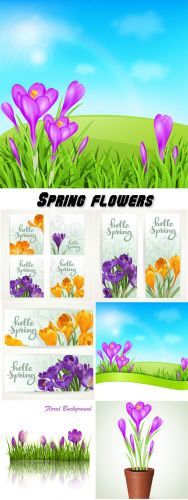 Crocuses, flowers spring vector