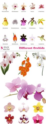 Vectors -- Different Orchids