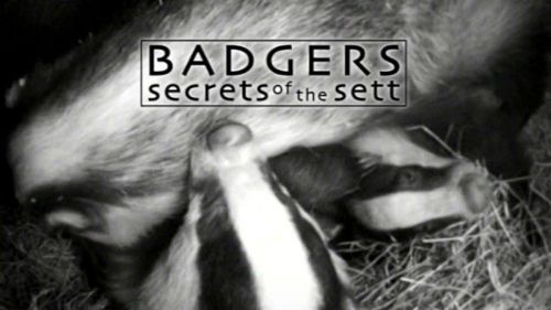 BBC Natural World - Badgers: Secrets of the Sett (2008) 720p HDTV x264-MVGroup