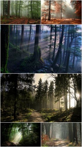 Forest road wallpapers