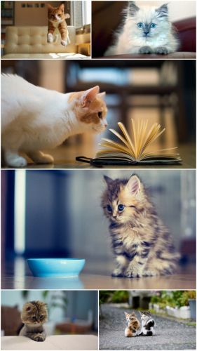 Cat (Part 12)
