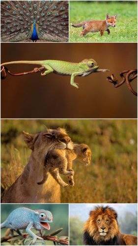 Wild animals (Big Pack 7)