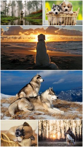Dog photo (Part 10)