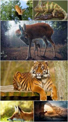 Wild Animals wallpapers (Part 13)