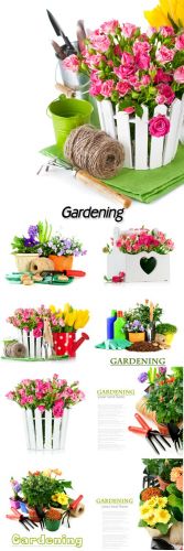 Stock Photos - Gardening, flowers and gardening tools on a white background