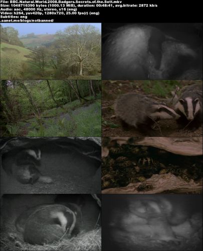 BBC Natural World - Badgers: Secrets of the Sett (2008) 720p HDTV x264-MVGroup