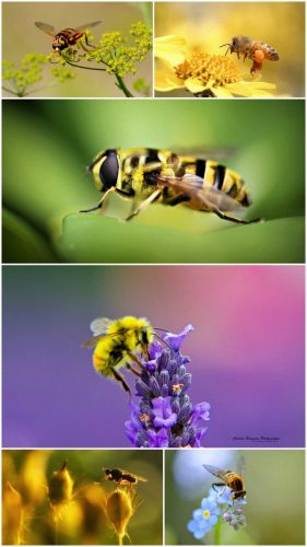 Bee wallpapers (Part 1)