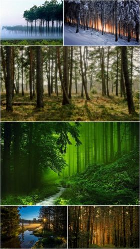 Woods landscapes (Part 37)