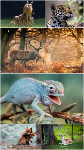 Wild Animals (Part 14)