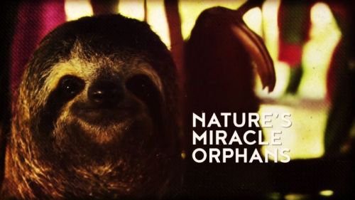 BBC - Nature's Miracle Orphans: Series 2 (2016) 720p HDTV x264-MVGroup