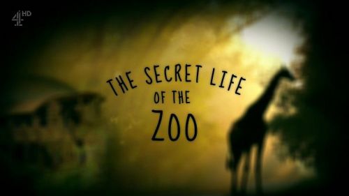 Channel 4 - The Secret Life of the Zoo (2016) 720p HDTV x264-MVGroup
