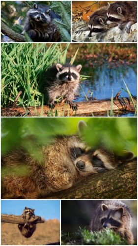 Raccoon wallpapers