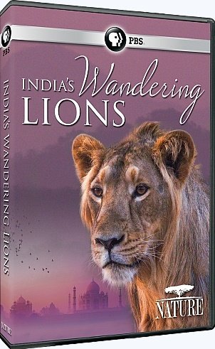 PBS Nature - India's Wandering Lions (2016) 720p HDTV x264 AAC-Mvgroup