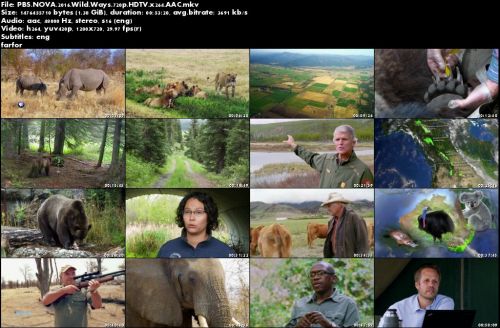 PBS Nova - Wild Ways (2016) 720p HDTV x264 AAC-Mvgroup